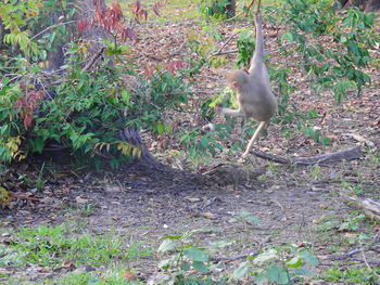 View of a bird on land