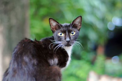 Close-up portrait of cat