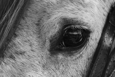 Close-up portrait of a horse