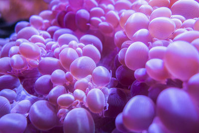 Close-up of coral in sea