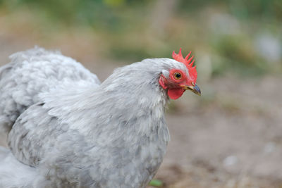 Light grey colored feathers texture this pet pekin bantam small chicken breed