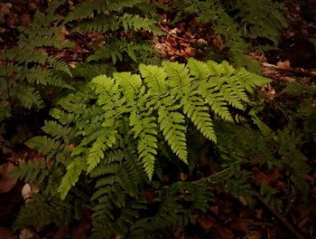 High angle view of leaves and trees in forest