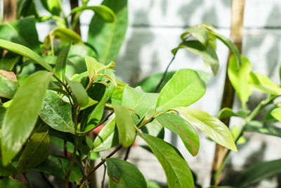 Close-up of green leaves on plant