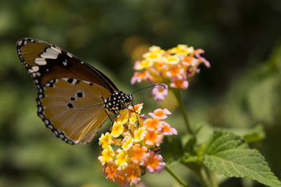 Close-up of butterfly pollinating on yellow flower