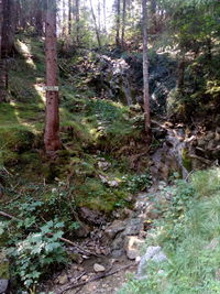 Trees growing in forest