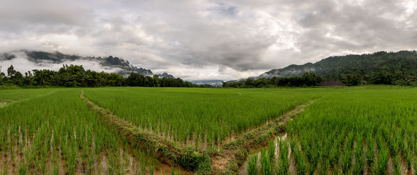 Scenic view of rice field against sky