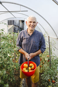 Happy senior man with bucket full of ripe tomatoes in greenhouse