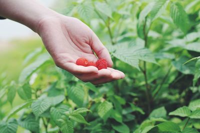 Close-up of hand holding fruit on field