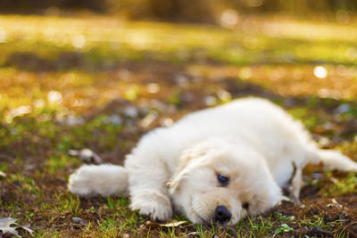 Close-up of dog relaxing on grass