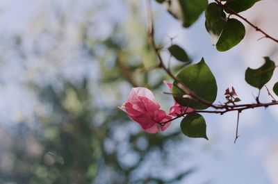 Close-up of red flowers