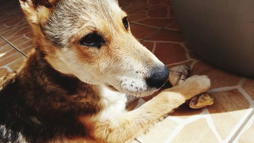 Close-up of dog relaxing on tiled floor