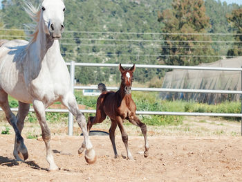 Horses running in animal pen
