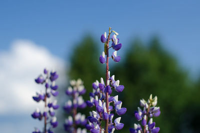 Close-up of lavender blooming outdoors