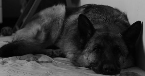Close-up of dog resting on bed