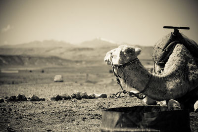 Close-up of horse on field against sky