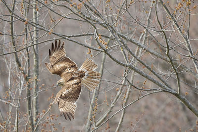 Close-up bird in flight