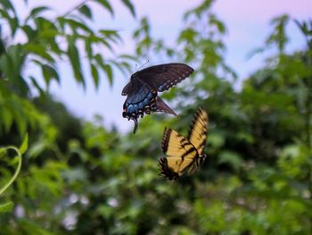 Close-up of butterfly pollinating flower