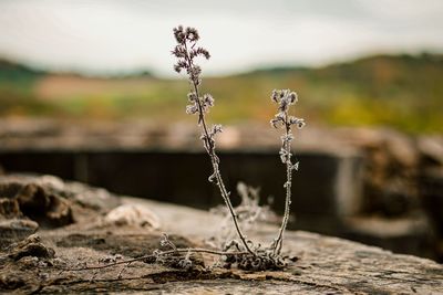 Close-up of frozen plant