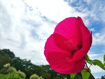 Close-up of pink flowers against clear sky