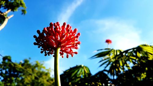 Low angle view of red flower blooming against sky