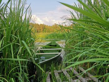 Plants growing on land against sky