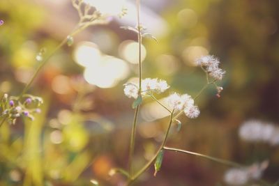 Close-up of white flowering plant