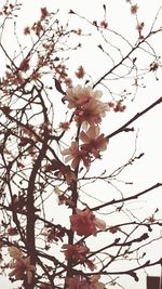 Low angle view of flowers on tree