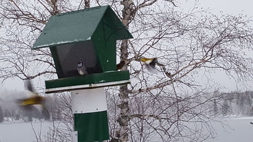 High angle view of birdhouse in winter