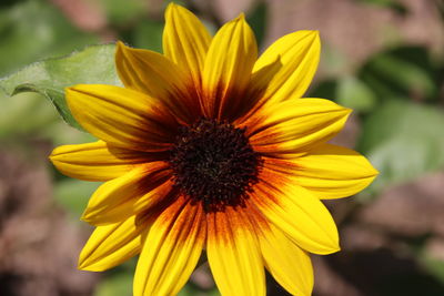 Close-up of yellow flower