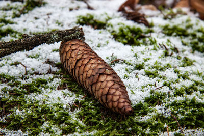 Close-up of lizard on snow