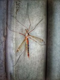 Close-up of spider on wall