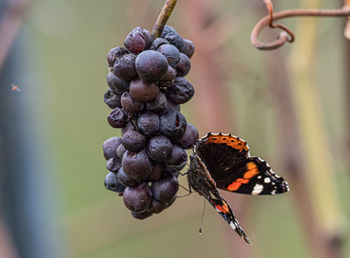 Close-up of butterfly on winegrape