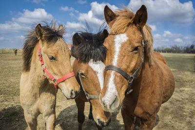 Horses in the field