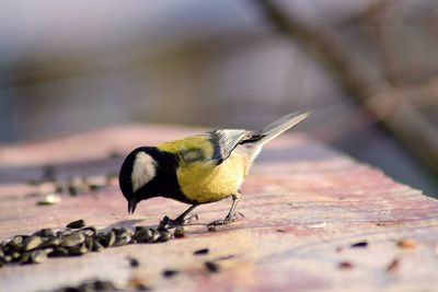 Great tit feeding on seeds while perching at retaining wall