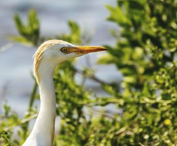 Close-up of gray heron against blurred background