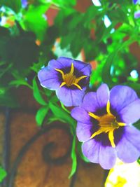 Close-up of purple flowering plant