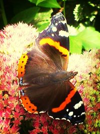 Close-up of butterfly on flower