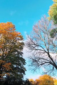 Low angle view of trees against sky during autumn