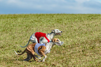 Two whippet dogs running in a red and white jackets on coursing field