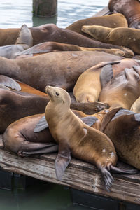 High angle view of sea lion