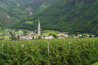 Plants and buildings on landscape