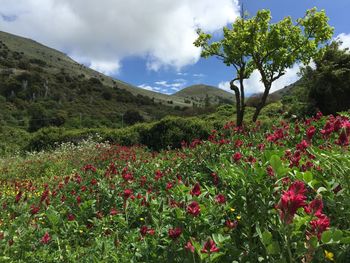 Plants growing on field