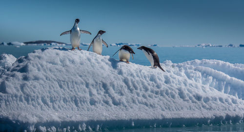 View of birds in water during winter