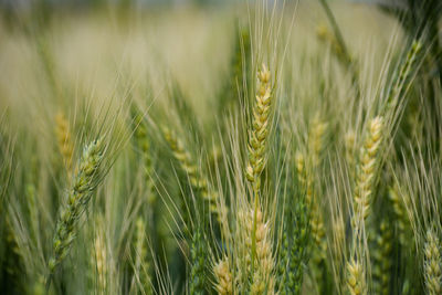 Close-up of wheat growing on field