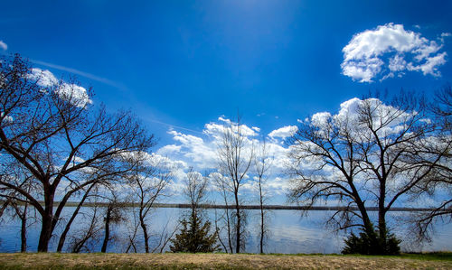 Bare trees on field against blue sky