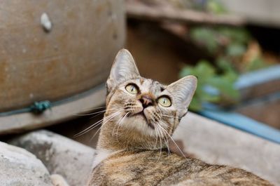 Close-up portrait of a cat