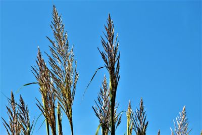 Low angle view of stalks against blue sky