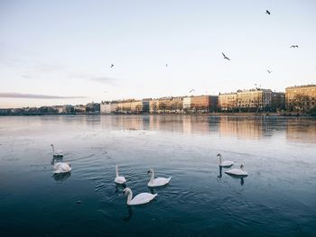 Seagulls flying over lake