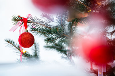 Red toy ball hangs on a snowy branch, a red bauble on snowy pine, christmas decoration, closeup