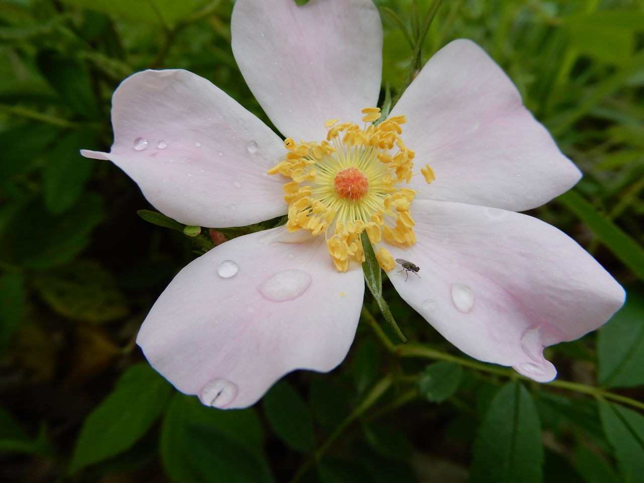 CLOSE-UP OF WHITE ROSE FLOWER HEAD